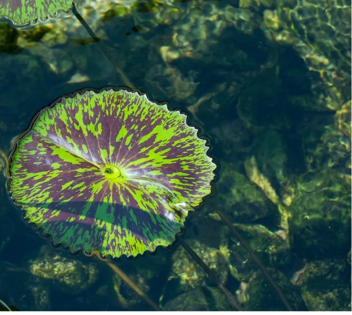 A lily pad floating in clear water, the inspiration for lily pad earrings